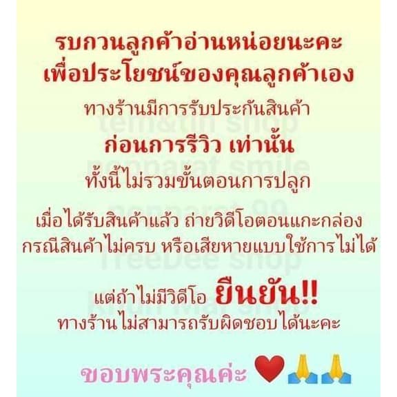 ดองดึงพันธ์พื้นเมือง ขั้นต่ำ2หัว หัวดาวดึงส์ หัวดองดึง ไม้เลื้อย ไม้ซุ้ม ดองดีง รูปที่ 4