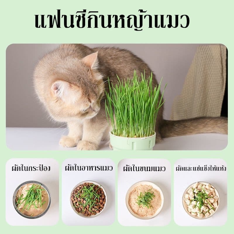 หญ้าแมว ออร์แกนิค ชุดปลูกข้าวสาลี ชุดหญ้าแมว ถาดเพาะต้นอ่อน ชุดปลูกข้าวสาลีแมว รูปที่ 2