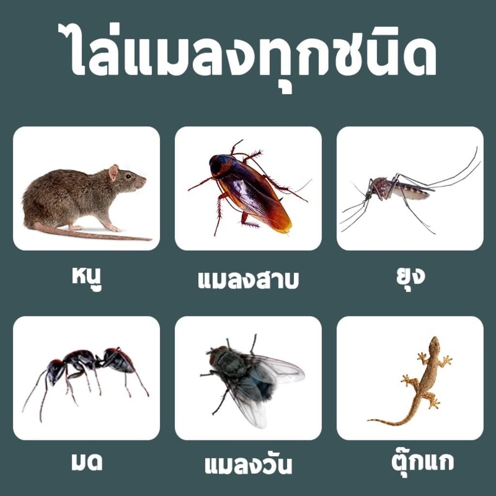 หนูได้กลิ่นจะวิ่งหนีไป ยาไล่หนู ลูกเหม็นไล่หนู สมุนไพรไล่หนู ที่ไล่หนู ปลอดภัยไร้สารพิษ 5ชิ้น รวดเร็วและมีประสิทธิภาพ รูปที่ 3