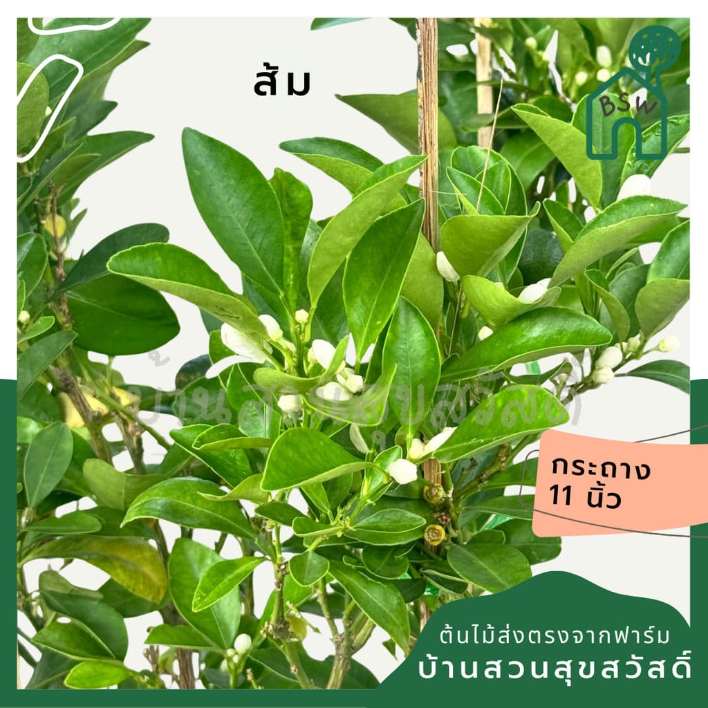 ต้นส้มจี้ด ต้นส้ม มีหลายขนาด 5 นิ้ว - 11 นิ้ว รูปที่ 1