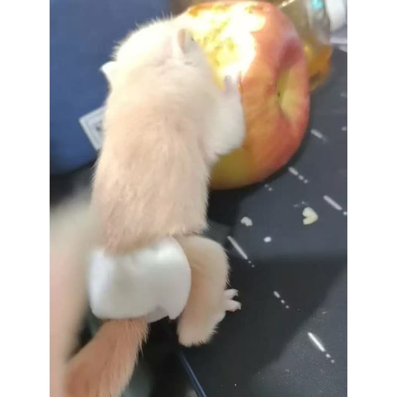 Honey Bag Diapers ผ้าอ้อมแบบใช้แล้วทิ้ง Little Honey Outing Handy Tool Bedwetting Hamster Small Pets Dedicated Squirrel Diaper รูปที่ 6