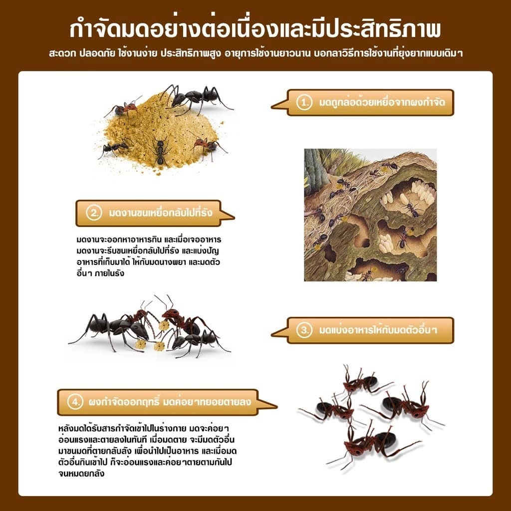 กำจัดมด ยาฆ่ามด ฆ่าตายยกลัง ฆ่ามดได้ทุกสายพันธุ์ ปลอดภัยต่อคน รูปที่ 8