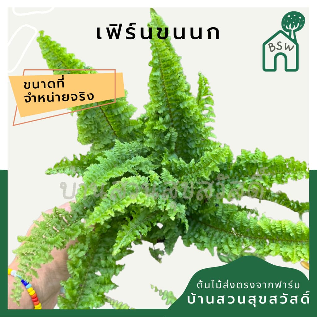 เฟิร์นขนนก กระถาง 5 นิ้ว รูปที่ 1