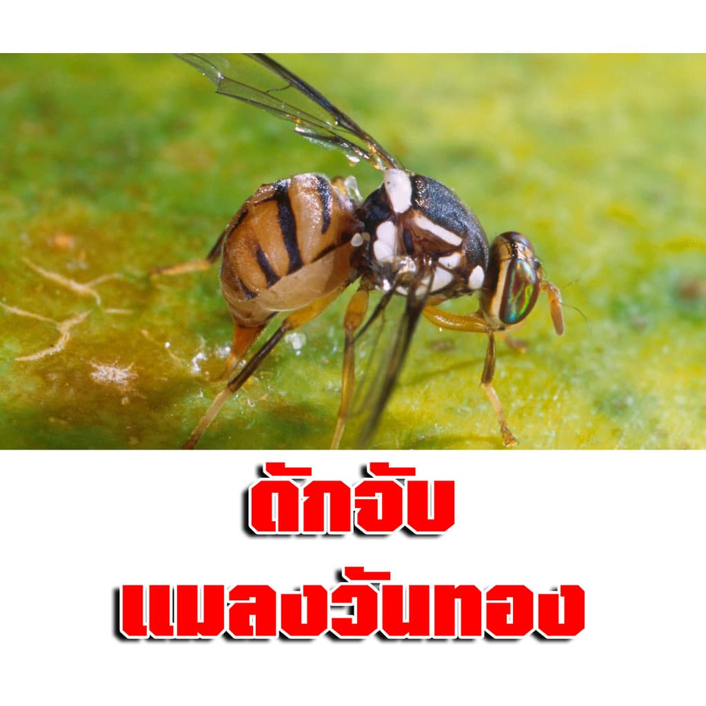 สารล่อแมลงวันทอง เมทิลยูจินอล 30cc. ยี่ห้อ โบตั๋น ล่อแมลงวันทอง น้ำหอมล่อแมลงวันทอง ตัวล่อแมลงวันทอง ป้องกันแมลงวันทอง รูปที่ 6