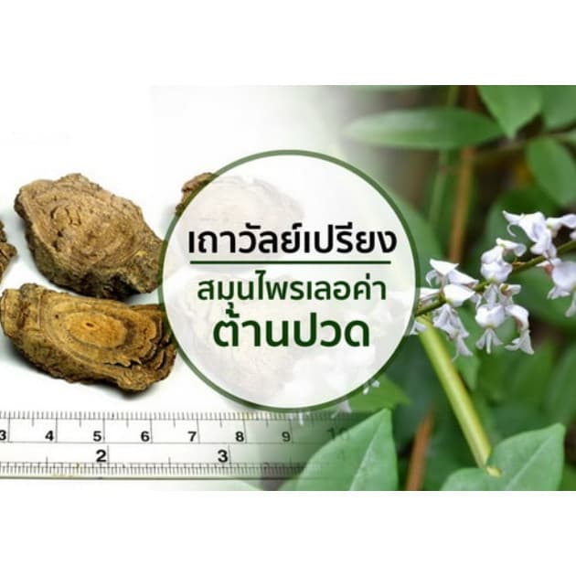 เถาวัลย์เปรียงสกัด กิฟฟารีน ยาแคปซูลเถาวัลย์เปรียงสกัด ยาแผนไทย รูปที่ 2
