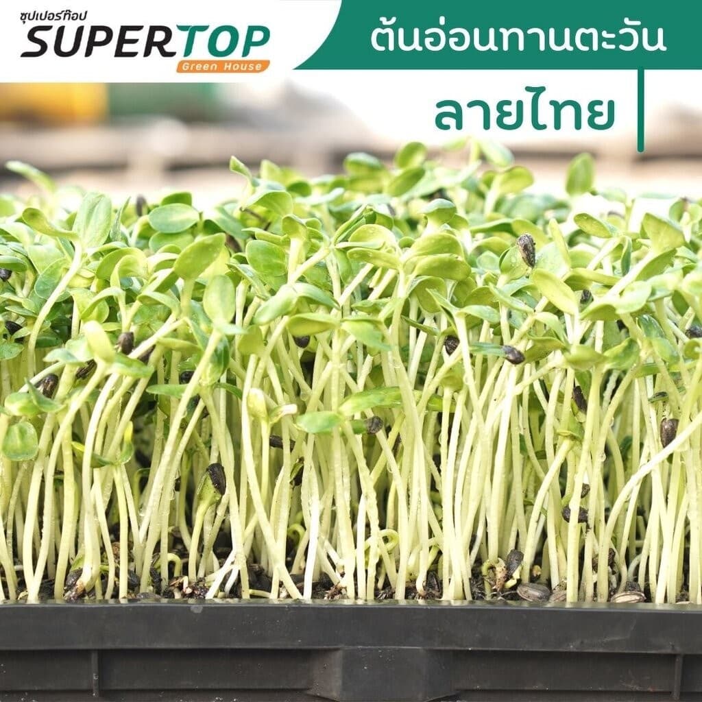 เมล็ดเพาะต้นอ่อน ทานตะวันลายไทย SUPERTOP | ขนาด 1 KG. รูปที่ 3