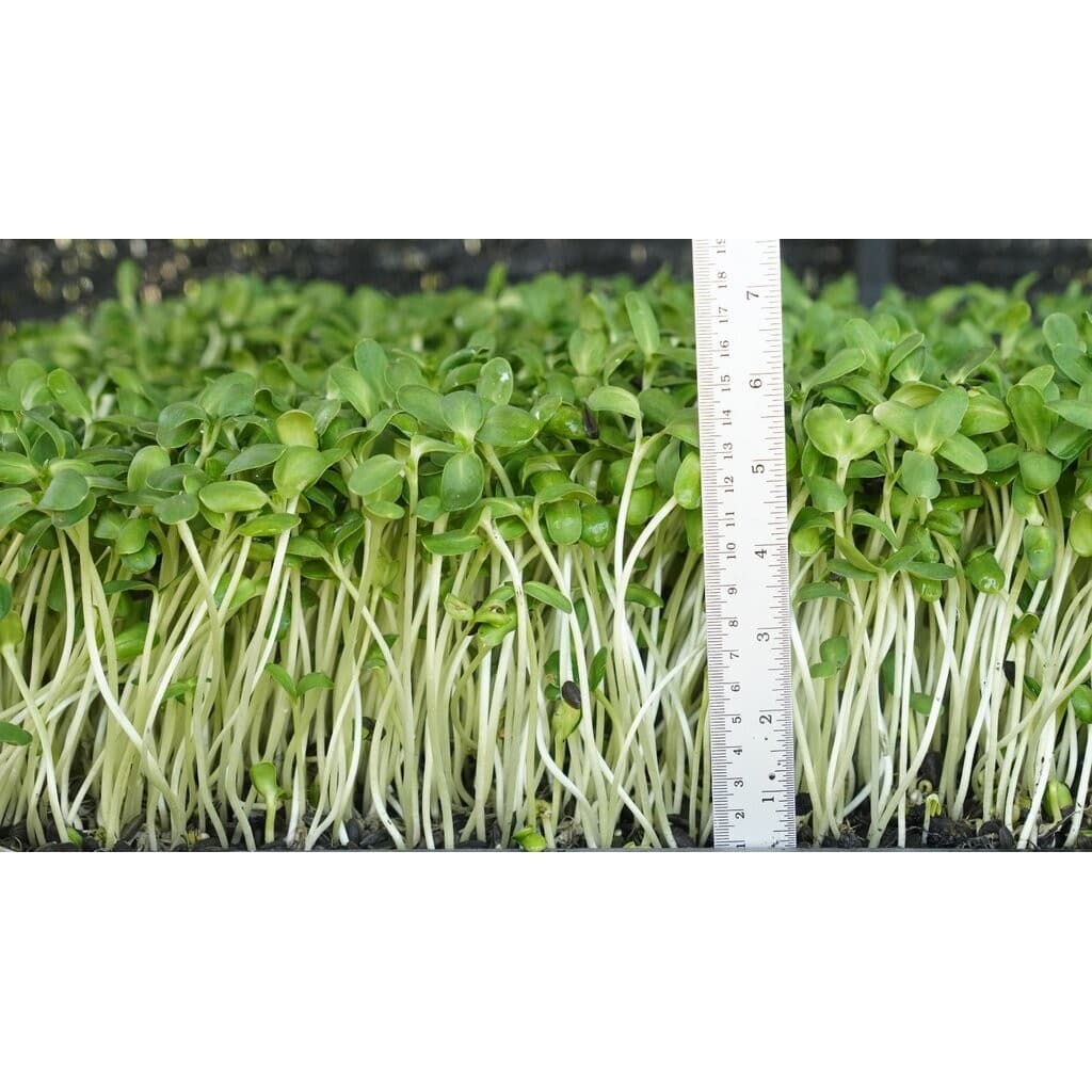 เมล็ดเพาะต้นอ่อน ทานตะวันลายไทย SUPERTOP | ขนาด 1 KG. รูปที่ 9