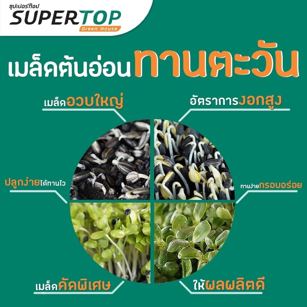 เมล็ดเพาะต้นอ่อน ทานตะวันลายไทย SUPERTOP | ขนาด 1 KG. รูปที่ 5
