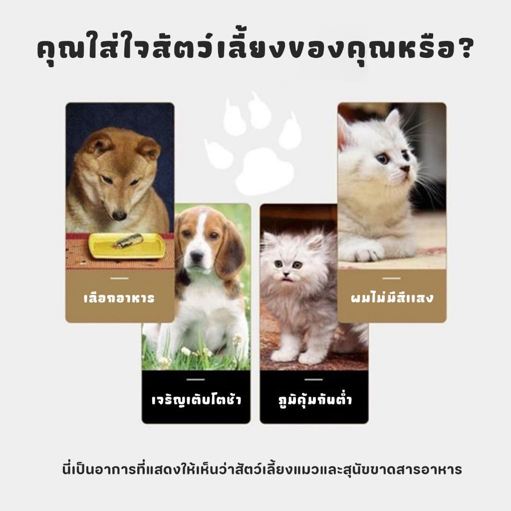 ผงโรยแก้เบื่ออาหาร ผงโรยอาหารหมา ผงโรยอาหารแมว สำหรับ อาหารเม็ด อาหารเปียก บาร์ฟ ทำเกรวี่สุนัข รูปที่ 4
