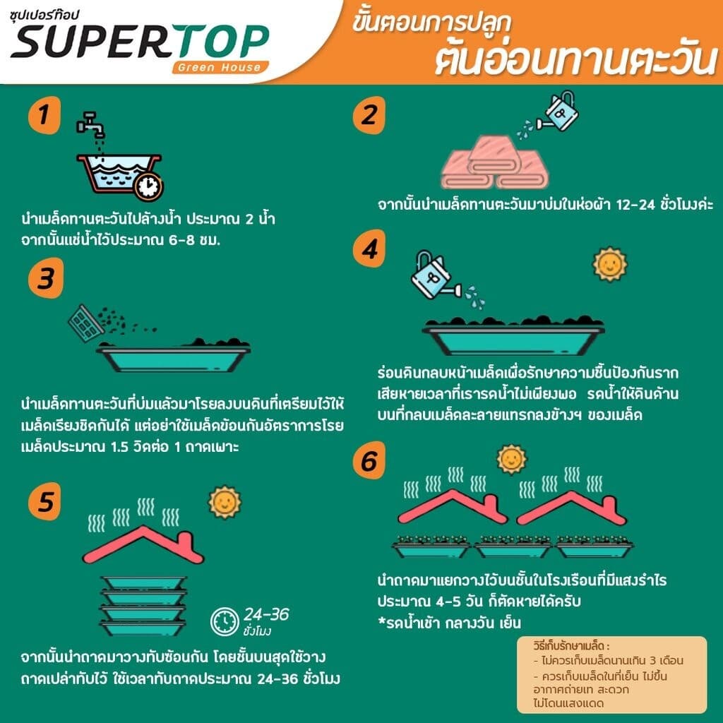 เมล็ดเพาะต้นอ่อน ทานตะวันลายไทย SUPERTOP | ขนาด 1 KG. รูปที่ 6