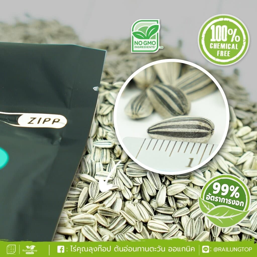 เมล็ดเพาะต้นอ่อน ทานตะวันลายไทย SUPERTOP | ขนาด 1 KG. รูปที่ 8