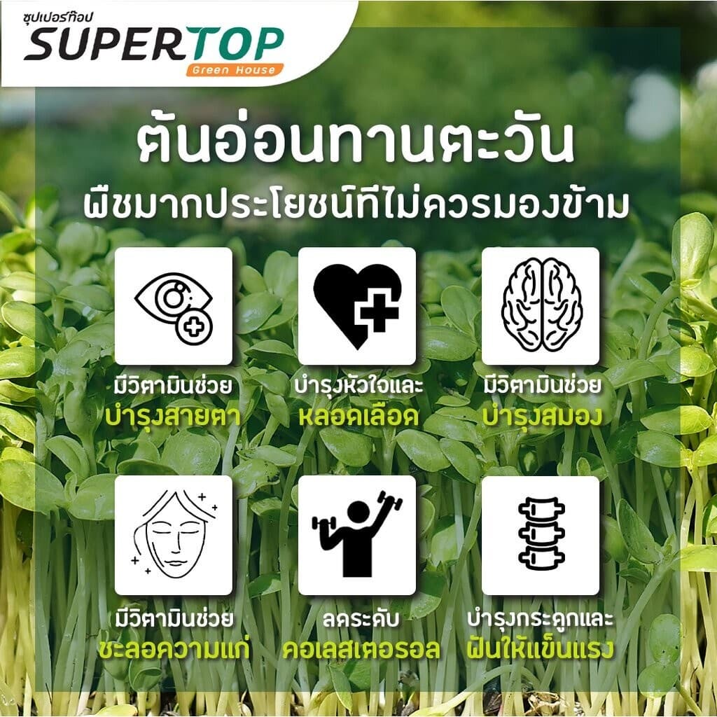 เมล็ดเพาะต้นอ่อน ทานตะวันลายไทย SUPERTOP | ขนาด 1 KG. รูปที่ 4