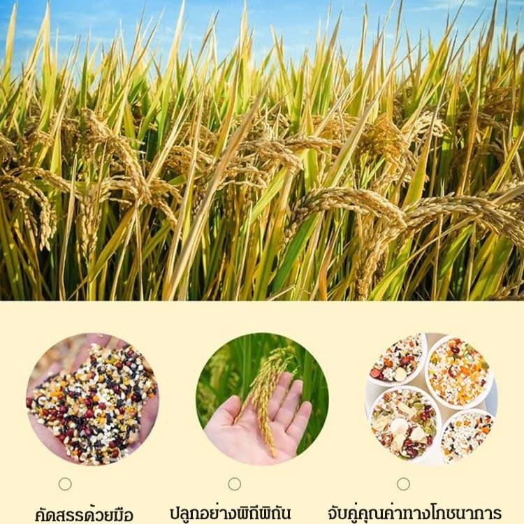 โจ๊กดูแลสุขภาพเจ็ดวัน / โจ๊กทันที/โจ๊กซีเรียลเซเว่นเดย์/ข้าวต้มเพื่อสุขภาพ รูปที่ 8
