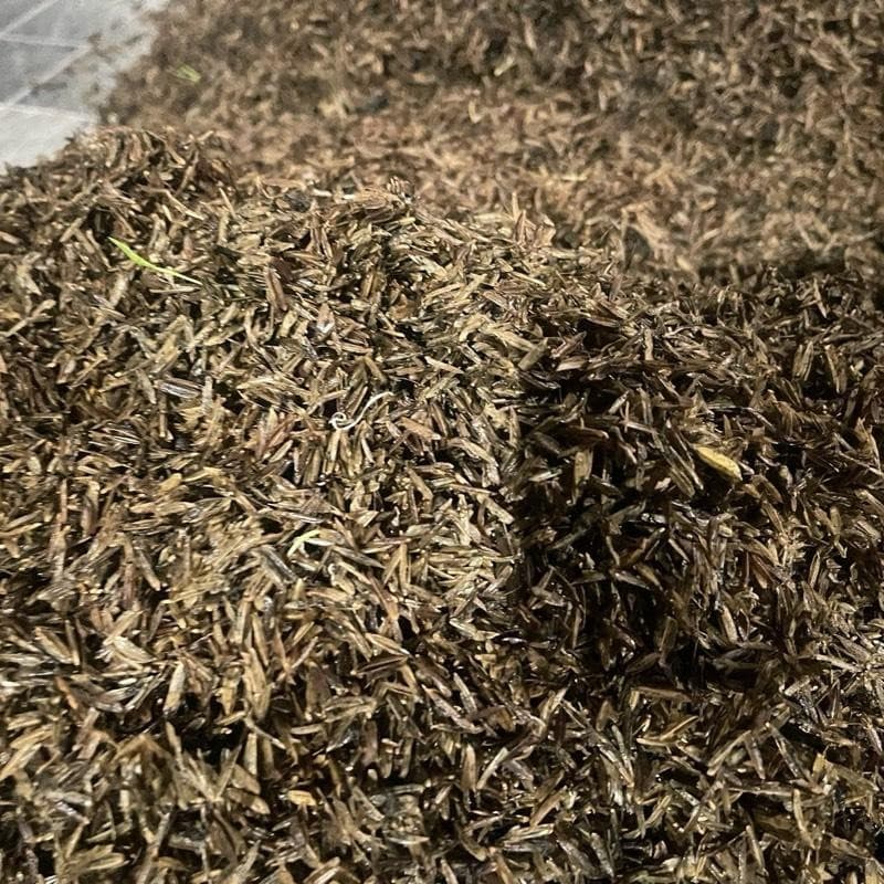 แกลบหมักมูลวัวนม สูตรพลัสจุลินทรีย์ น้ำหนัก 5กิโลกรัม วัสดุปลูก ก.การเกษตรฟาร์มth รูปที่ 9