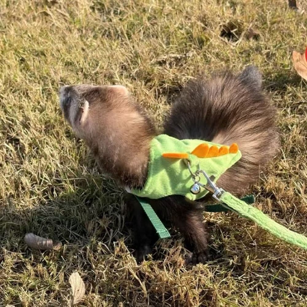 JENNIFE สายรัดเสื้อกั๊ก Ferret, การ์ตูนมังกรออกแบบสายจูงสายรัดสัตว์เลี้ยง, น่ารักพร้อม Bell Flannel ปรับหนูแฮมสเตอร์สายรัดหน้าอก Travel รูปที่ 5