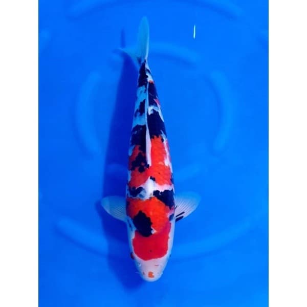 ZenKoi Pro 3in1 แบบกระสอบ10 Kg.สูตรเร่งสี เร่งโต เสริมภูมิคุ้มกัน สวยครบจบในถุงเดียว สำหรับปลาคาร์ฟปลาทองปลาสวยงาม สีส้ม รูปที่ 5
