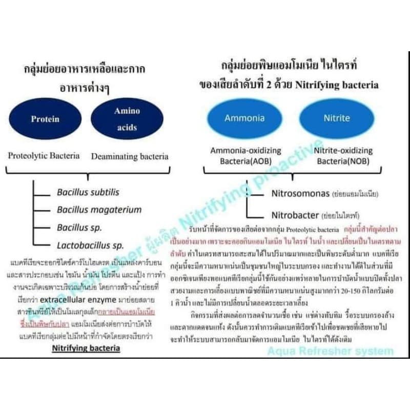 Nitrifying Bacteria แบคทีเรียบำบัดน้ำ กำจัด แอมโมเนีย ไนไตรท์ แบบซอง 50 ml. รูปที่ 2