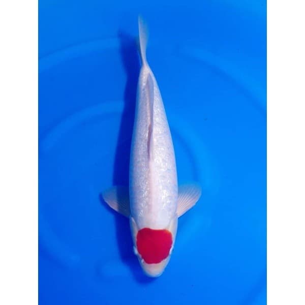ZenKoi Pro 3in1 แบบกระสอบ10 Kg.สูตรเร่งสี เร่งโต เสริมภูมิคุ้มกัน สวยครบจบในถุงเดียว สำหรับปลาคาร์ฟปลาทองปลาสวยงาม สีส้ม รูปที่ 4