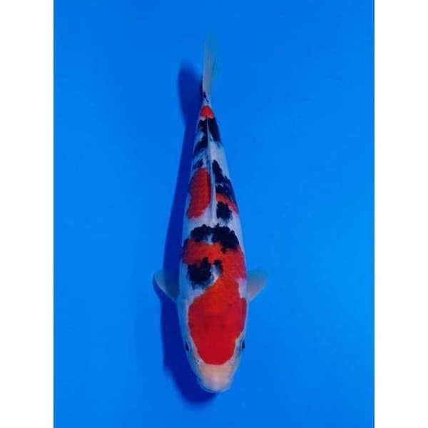 ZenKoi Pro 3in1 แบบกระสอบ10 Kg.สูตรเร่งสี เร่งโต เสริมภูมิคุ้มกัน สวยครบจบในถุงเดียว สำหรับปลาคาร์ฟปลาทองปลาสวยงาม สีส้ม รูปที่ 2
