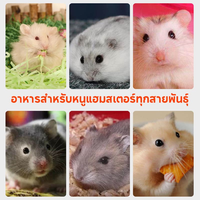 อาหารหนูแฮมสเตอร์ 1200ML อาหารสัตว์เลี้ยงฟันแทะทุกชนิด Hammer Food แฟตเทล อาหารผสม รูปที่ 6