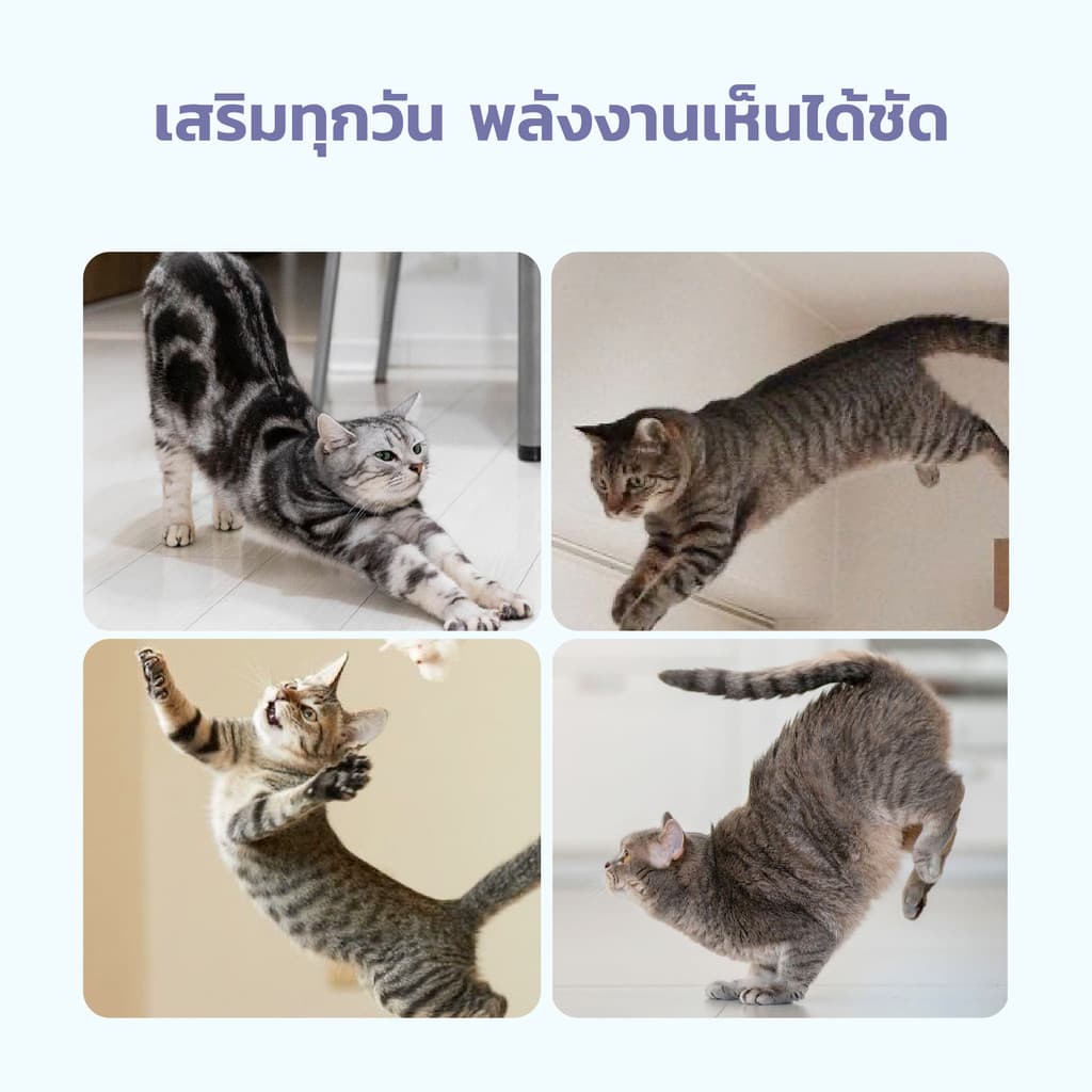 THSPET 70g Joint & Bone น้ำเกรวี่ปลาทูน่า อาหารเปียกสูตรบำรุงข้อ 1 กล่อง 8 ซอง รูปที่ 5