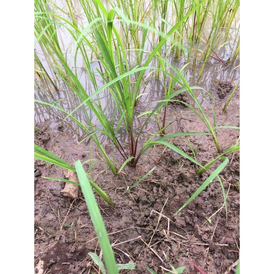 ยาลูบข้าวดีด เครื่องรูดข้าวดีด ลูบข้าวดีด รูดข้าวดีด อุปกรณ์กำจัดข้าวดีด รูปที่ 5