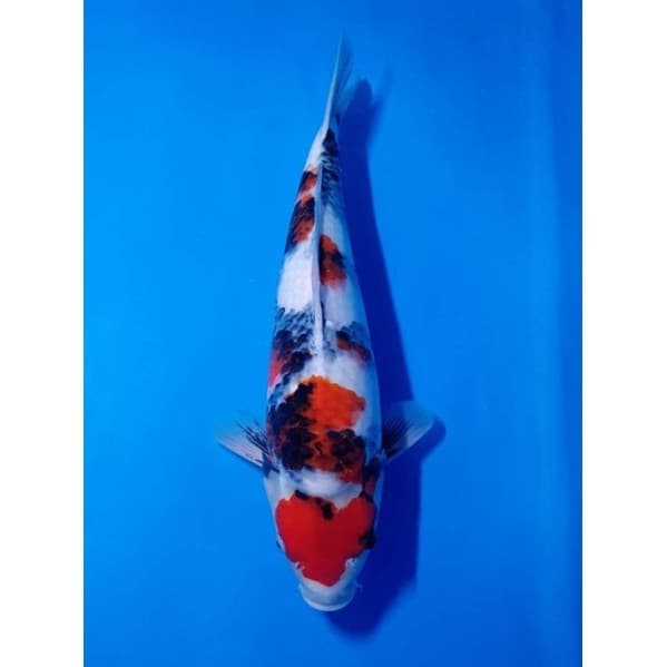 ZenKoi Pro 3in1 แบบกระสอบ10 Kg.สูตรเร่งสี เร่งโต เสริมภูมิคุ้มกัน สวยครบจบในถุงเดียว สำหรับปลาคาร์ฟปลาทองปลาสวยงาม สีส้ม รูปที่ 7