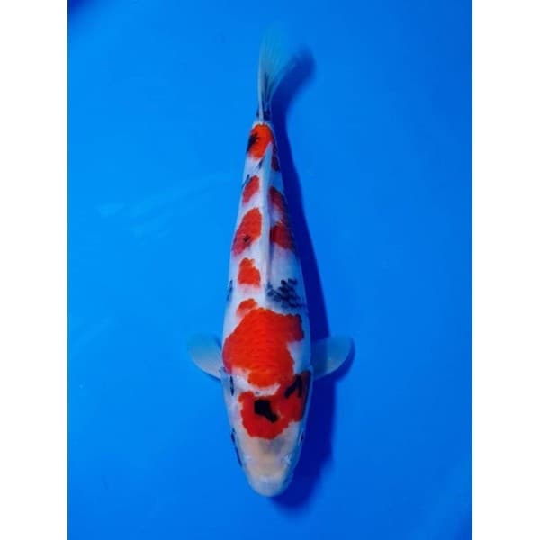 ZenKoi Pro 3in1 แบบกระสอบ10 Kg.สูตรเร่งสี เร่งโต เสริมภูมิคุ้มกัน สวยครบจบในถุงเดียว สำหรับปลาคาร์ฟปลาทองปลาสวยงาม สีส้ม รูปที่ 6
