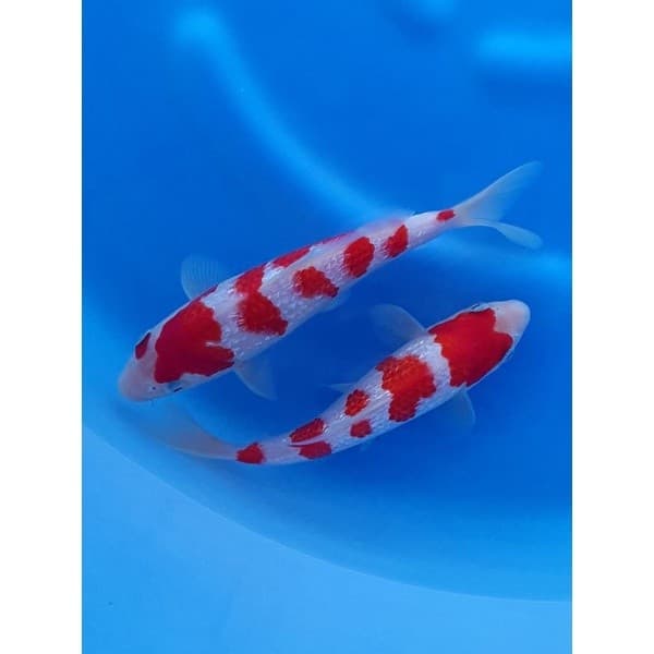 ZenKoi Pro 3in1 แบบกระสอบ10 Kg.สูตรเร่งสี เร่งโต เสริมภูมิคุ้มกัน สวยครบจบในถุงเดียว สำหรับปลาคาร์ฟปลาทองปลาสวยงาม สีส้ม รูปที่ 9