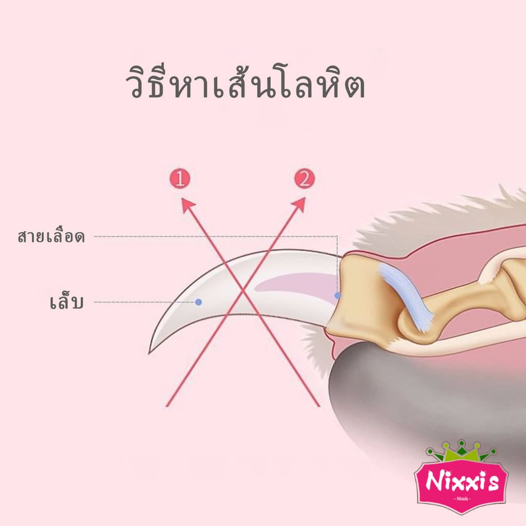 NIS อุปกรณ์ตัดเล็บสัตว์เลี้ยง สแตนเลสด้ามแดง ใช้ได้ทั้งน้องหมา น้องแมว ตัดเล็บแมว ตัดเล็บหมา Pet nail clippers รูปที่ 4