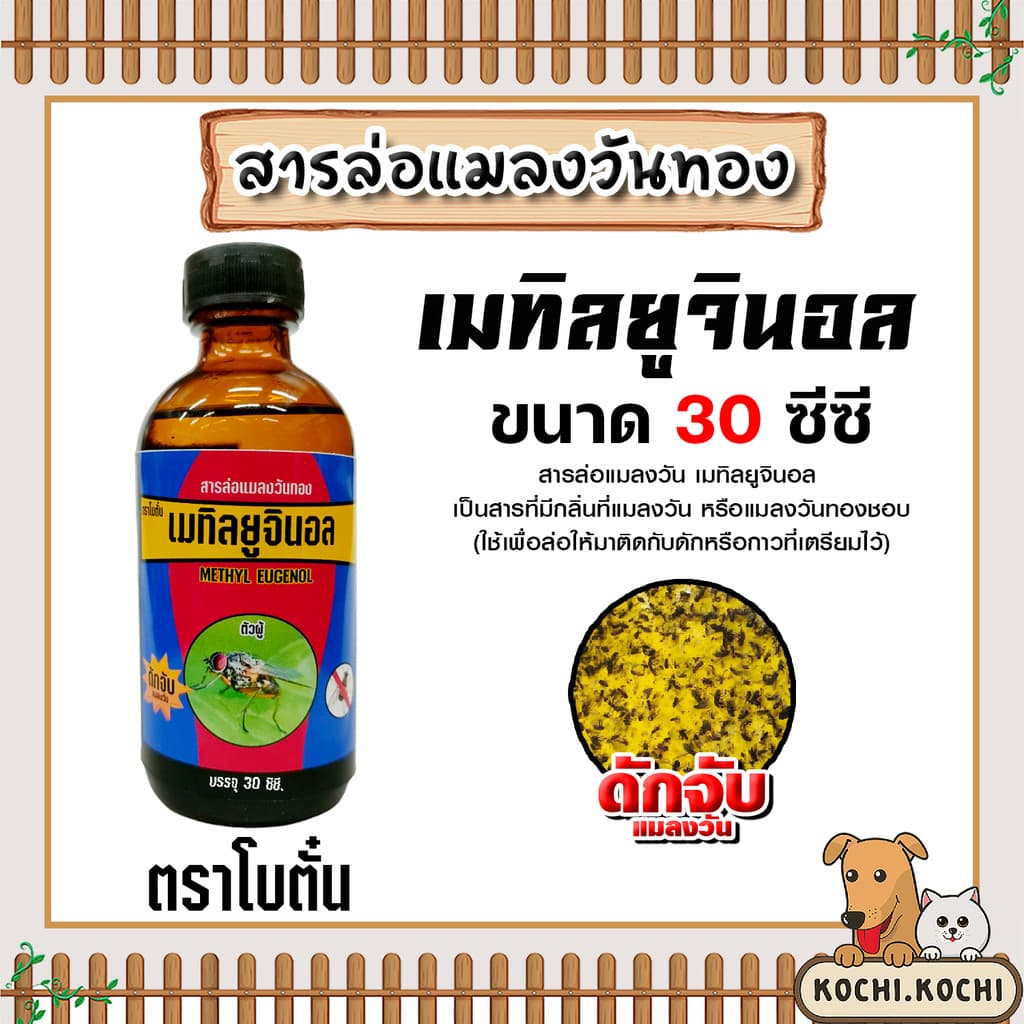 สารล่อแมลงวันทอง เมทิลยูจินอล 30cc. ยี่ห้อ โบตั๋น ล่อแมลงวันทอง น้ำหอมล่อแมลงวันทอง ตัวล่อแมลงวันทอง ป้องกันแมลงวันทอง รูปที่ 1