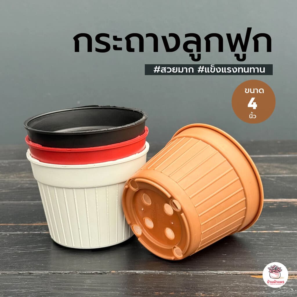 กระถางลูกฟูก 4 นิ้ว กระถางพลาสติก แคคตัส กระบองเพชร ไม้อวบน้ำ Cactus&Succulent รูปที่ 1