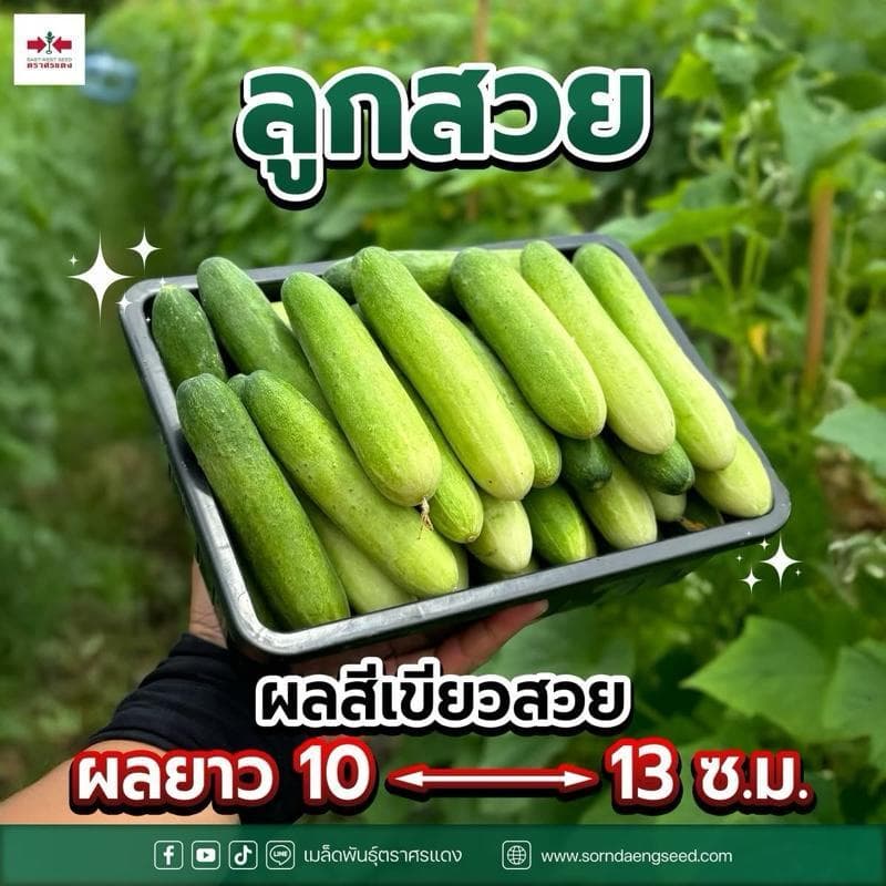 แตงกวา ป๊อปอัพ ศรแดง ขนาด 50 กรัม ติดดก ลูกสวย รวยเร็ว ทนโรคไวรัส สามารถปลูกได้ทุกฤดู ปลูกได้ทุกพื้นที่ รูปที่ 3