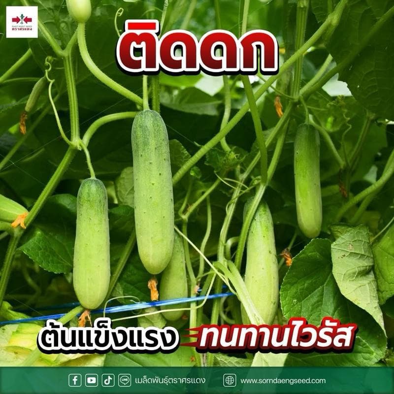 แตงกวา ป๊อปอัพ ศรแดง ขนาด 50 กรัม ติดดก ลูกสวย รวยเร็ว ทนโรคไวรัส สามารถปลูกได้ทุกฤดู ปลูกได้ทุกพื้นที่ รูปที่ 2