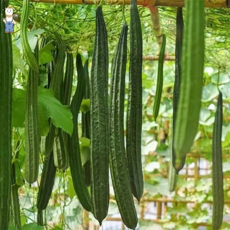 เมล็ดพันธุ์อินทรีย์ ปลูกกลางแจ้ง มล็ดพันธุ์บวบเหลี่ยม High Yield Patola Tagalog Seeds-PPOP SEEDS รูปที่ 3
