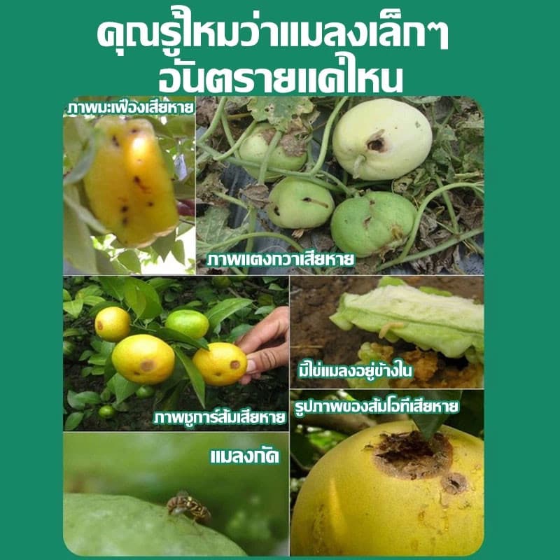 สเปรย์ล่อแมลงวันทอง เมทิลยูจินอล ดึงดูดแมลงวันได้ดี ทนแดดทนฝน ใช้ได้กับพื้นที่กว้าง 450ml รูปที่ 6