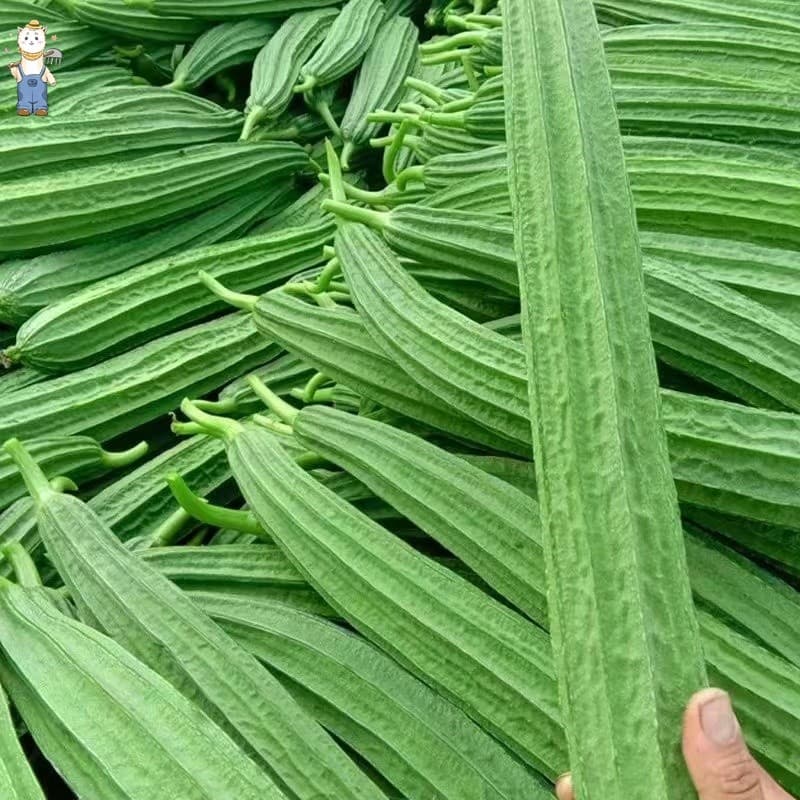 เมล็ดพันธุ์อินทรีย์ ปลูกกลางแจ้ง มล็ดพันธุ์บวบเหลี่ยม High Yield Patola Tagalog Seeds-PPOP SEEDS รูปที่ 8