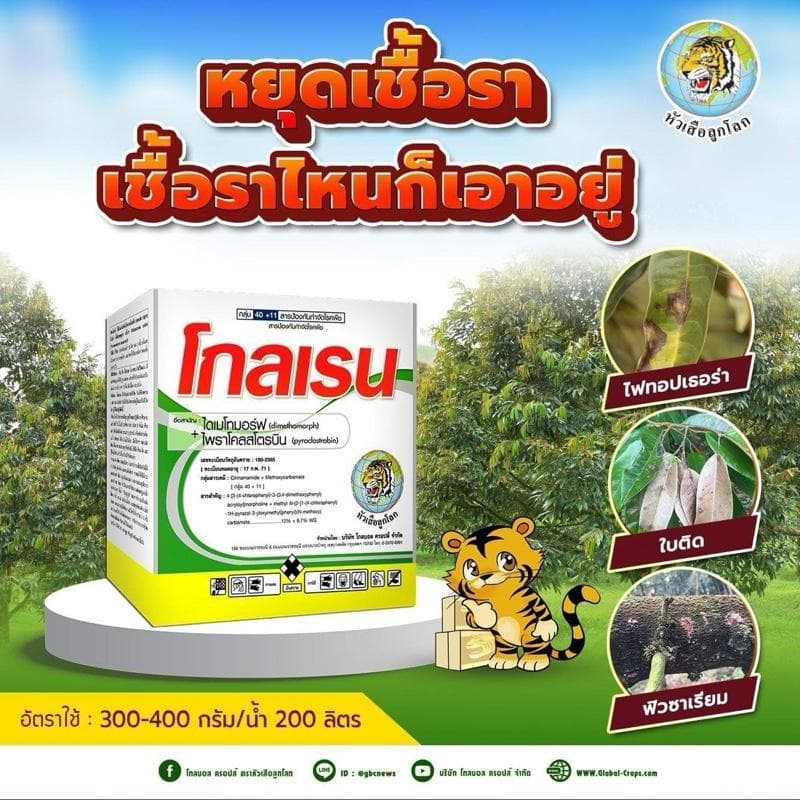 โกลเรน ขนาด 1 กก สาร 2 พลังบวก ป้องกันเชื้อรา หยุดไฟทอปเธอร่า ลูกเน่า ผลเน่าในทุเรียน ใบขีดโปร่งแสง ราน้ำค้างในพืชล้มลุก รูปที่ 2