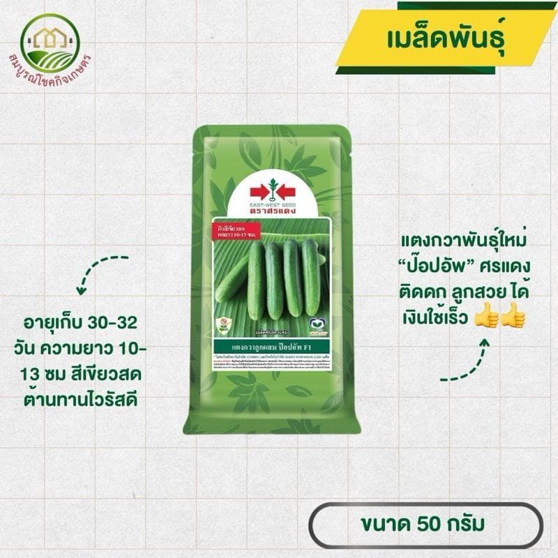 แตงกวา ป๊อปอัพ ศรแดง ขนาด 50 กรัม ติดดก ลูกสวย รวยเร็ว ทนโรคไวรัส สามารถปลูกได้ทุกฤดู ปลูกได้ทุกพื้นที่ รูปที่ 1