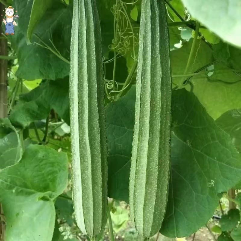เมล็ดพันธุ์อินทรีย์ ปลูกกลางแจ้ง มล็ดพันธุ์บวบเหลี่ยม High Yield Patola Tagalog Seeds-PPOP SEEDS รูปที่ 5