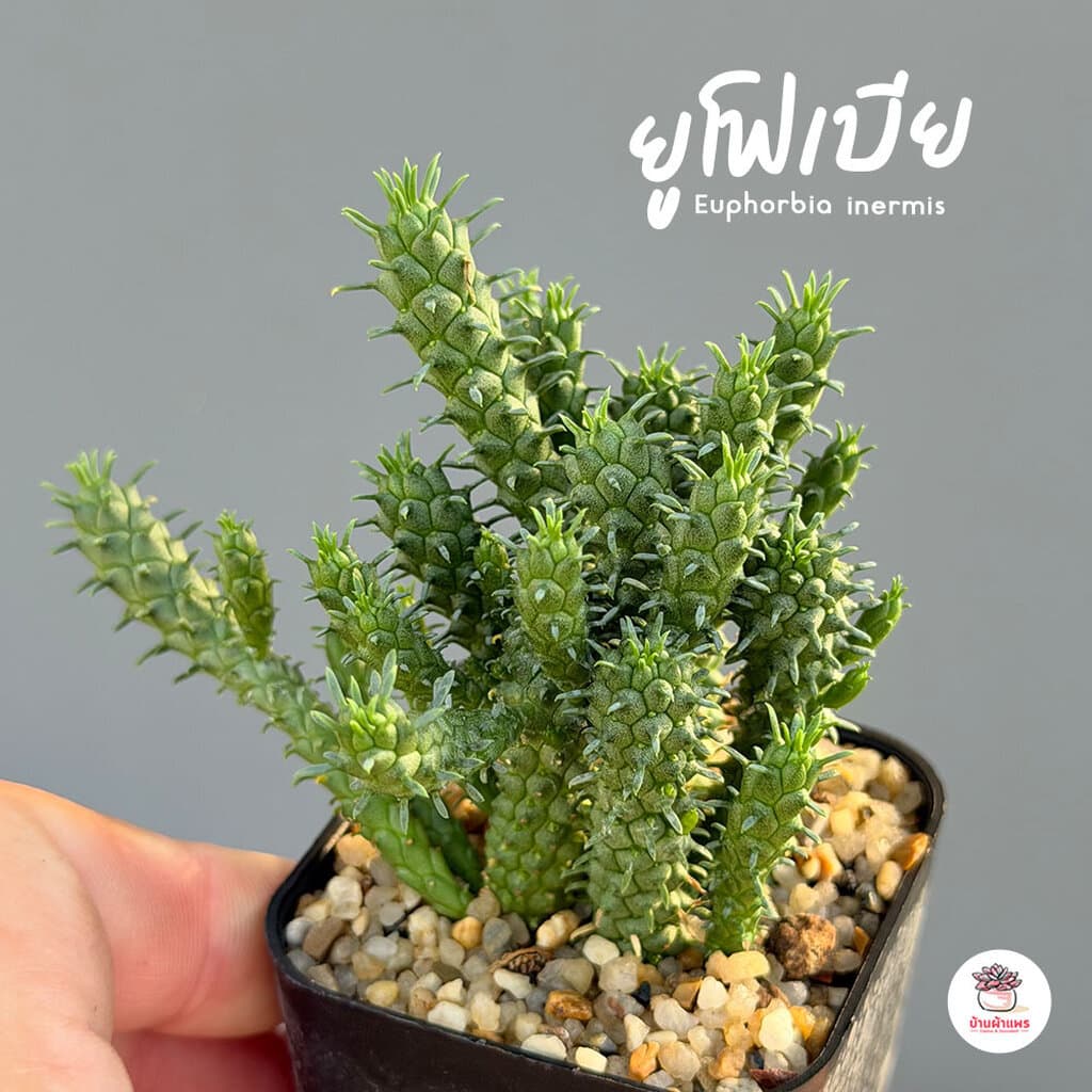 รวมยูโฟเบีย Mix Euphorbia แคคตัส กระบองเพชร ไม้อวบน้ำ cactus&succulent รูปที่ 9