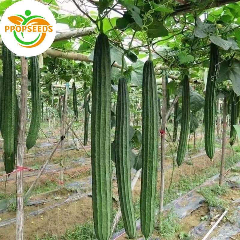 เมล็ดพันธุ์อินทรีย์ ปลูกกลางแจ้ง มล็ดพันธุ์บวบเหลี่ยม High Yield Patola Tagalog Seeds-PPOP SEEDS รูปที่ 1