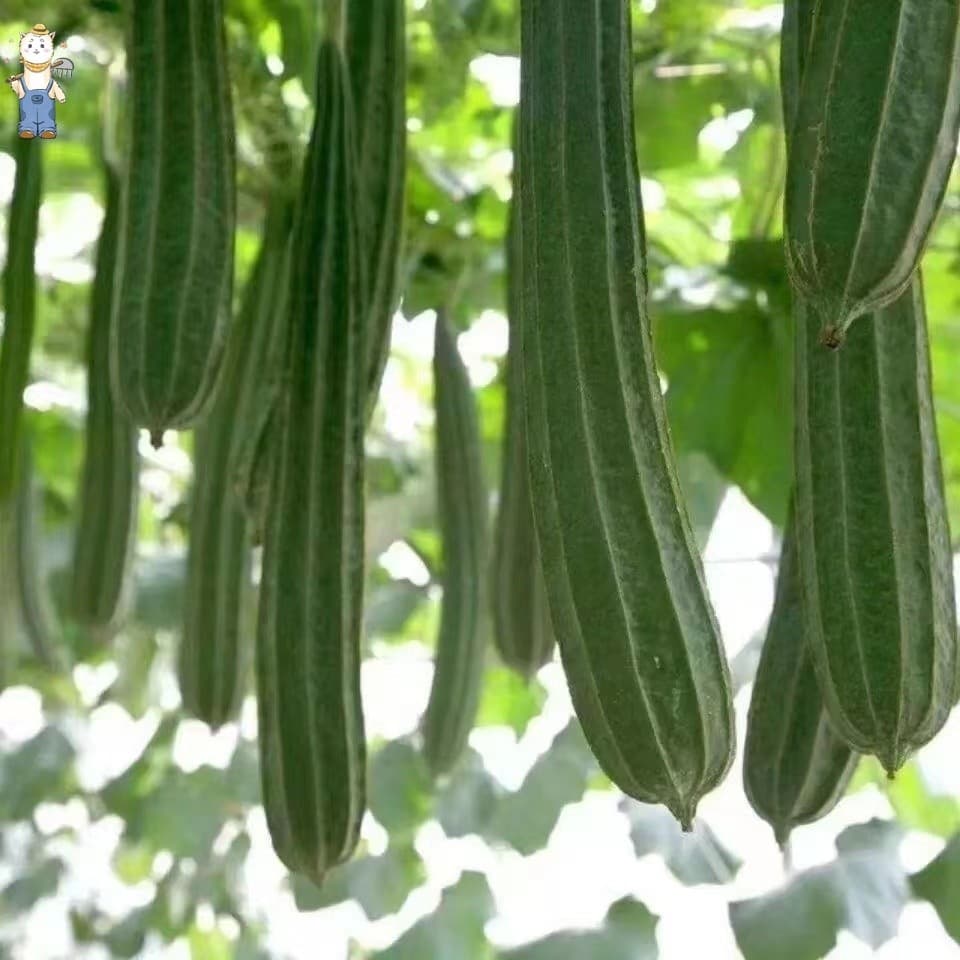 เมล็ดพันธุ์อินทรีย์ ปลูกกลางแจ้ง มล็ดพันธุ์บวบเหลี่ยม High Yield Patola Tagalog Seeds-PPOP SEEDS รูปที่ 4