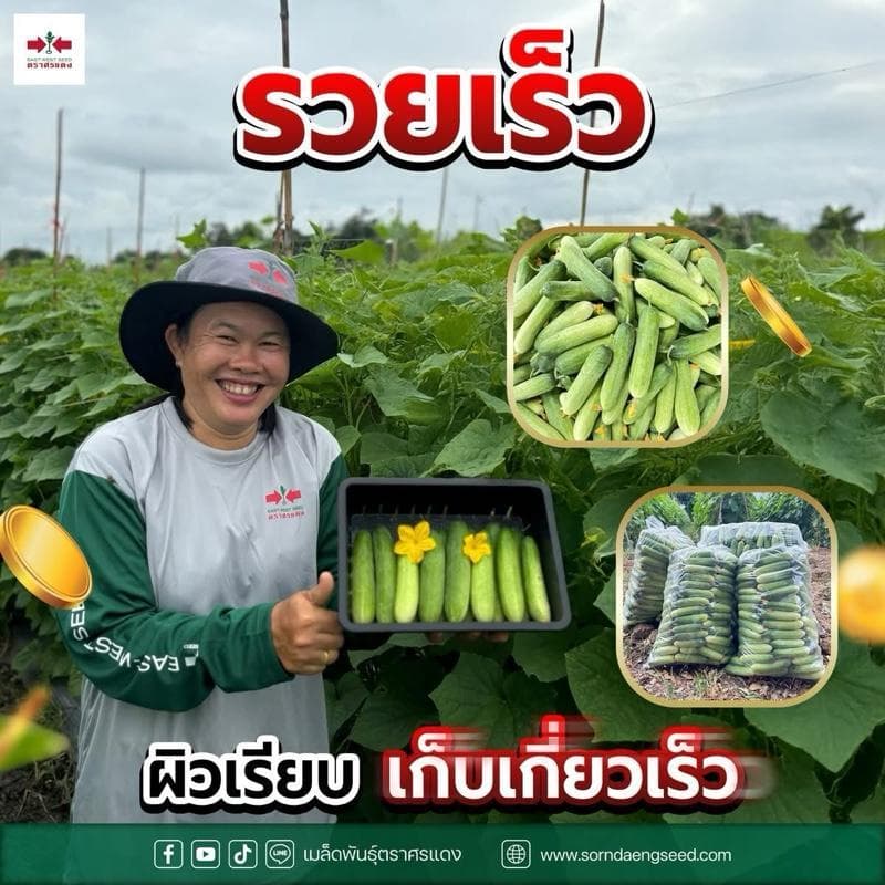 แตงกวา ป๊อปอัพ ศรแดง ขนาด 50 กรัม ติดดก ลูกสวย รวยเร็ว ทนโรคไวรัส สามารถปลูกได้ทุกฤดู ปลูกได้ทุกพื้นที่ รูปที่ 4