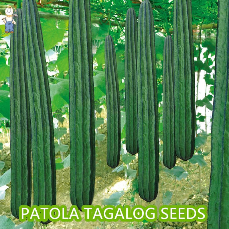 เมล็ดพันธุ์อินทรีย์ ปลูกกลางแจ้ง มล็ดพันธุ์บวบเหลี่ยม High Yield Patola Tagalog Seeds-PPOP SEEDS รูปที่ 2