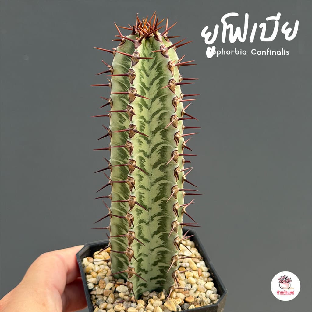 รวมยูโฟเบีย Mix Euphorbia แคคตัส กระบองเพชร ไม้อวบน้ำ cactus&succulent รูปที่ 6
