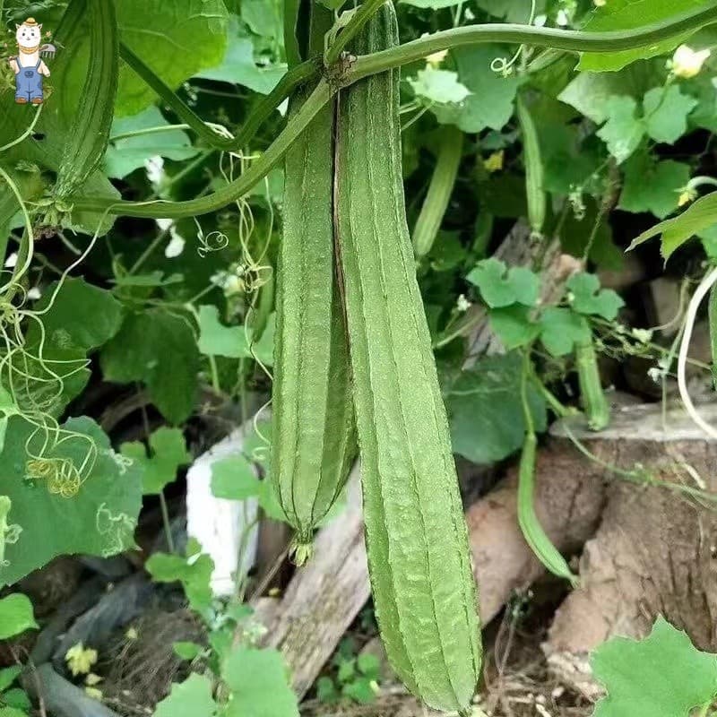 เมล็ดพันธุ์อินทรีย์ ปลูกกลางแจ้ง มล็ดพันธุ์บวบเหลี่ยม High Yield Patola Tagalog Seeds-PPOP SEEDS รูปที่ 7