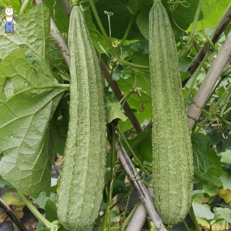 เมล็ดพันธุ์อินทรีย์ ปลูกกลางแจ้ง มล็ดพันธุ์บวบเหลี่ยม High Yield Patola Tagalog Seeds-PPOP SEEDS รูปที่ 6