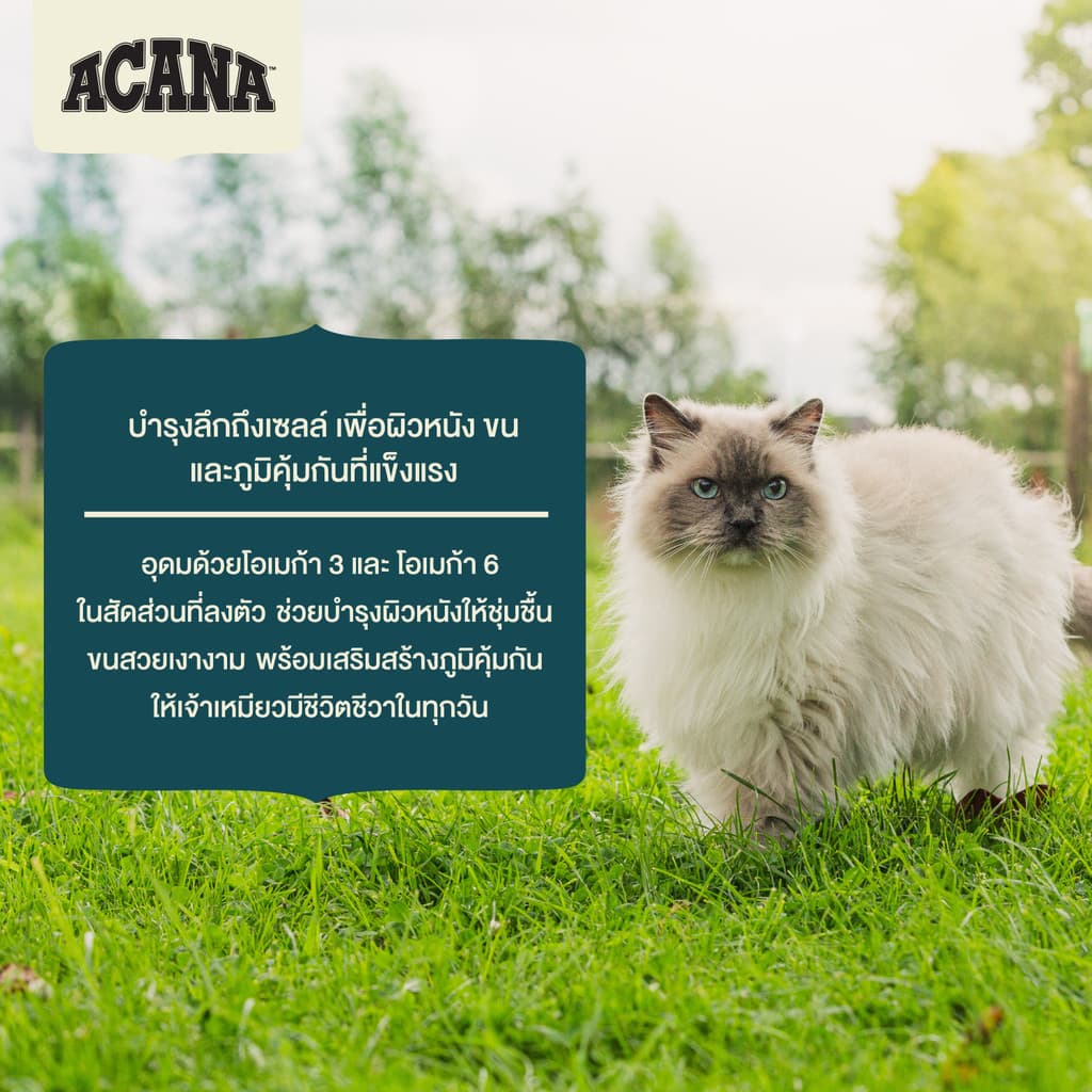 Acana food for cat อะคานา อาหารแมว Premium food with ปริมาณ 4.5kg รูปที่ 6