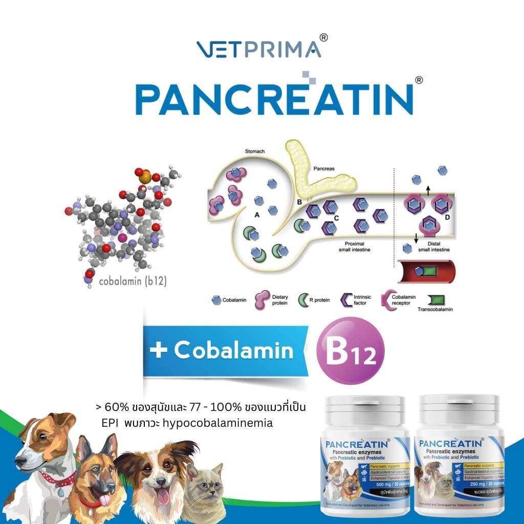 Pancreatin ผลิตภัณฑ์เอ็นไซม์เสริมอาหาร สำหรับสุนัขและแมวที่มีภาวะตับอ่อนอักเสบ 30 แคปซูล รูปที่ 3